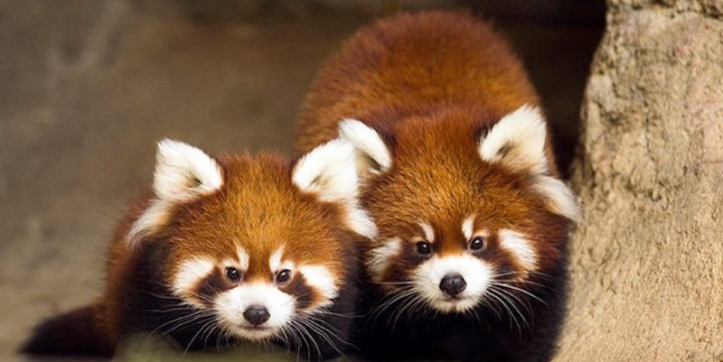 Foto dei panda rossi appena nati nella Windy City