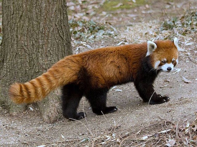  Masala, la lady panda rosso scappata dallo zoo di Eureka (California)